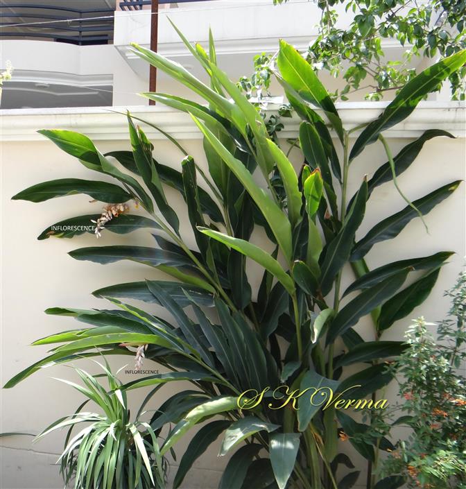  Plant